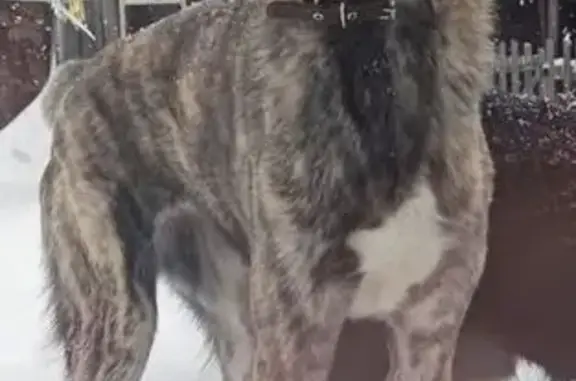 Пропала собака, 12 Качканар