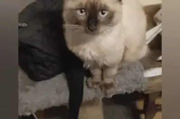 Пропал котёнок, ул. Хохлова 90/92, Симф.