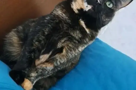 Кошки потеряшки, Троицк, фото: Потеряшка кошка у поворота на Ромкор