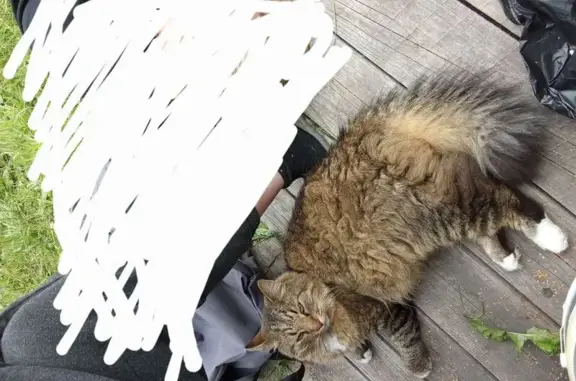 Кошки потеряшки, Петрозаводск, фото: Потеряшка кошка, Комсомольский пр., 13А