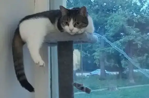 Кошки потеряшки, Пенза, фото: Потеряшка кошка, Пенза, ул. 190