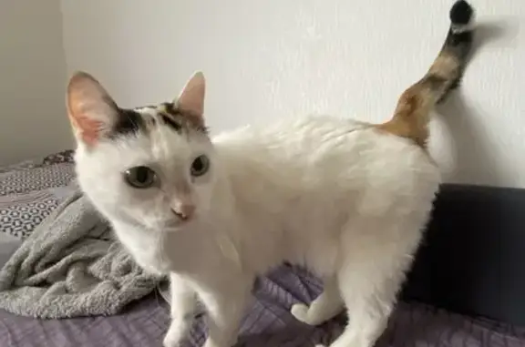 Найдена кошка, Карельская 59, Екатеринбург