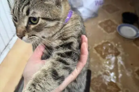 Найдена кошка, Минеральные Воды, фото: Кошка найдена: Юбилейная ул., Мин. Воды