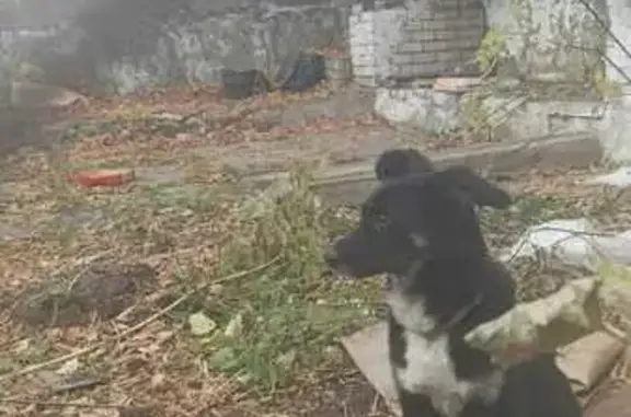 Найдена собака, Нижний Новгород, фото: Найдена собака, Деловая ул. 7 к4, Н. Новгород