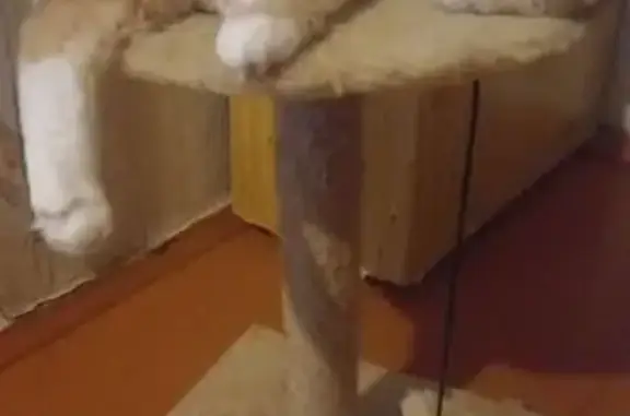 Пропала рыжая кошка, Чуйский тракт