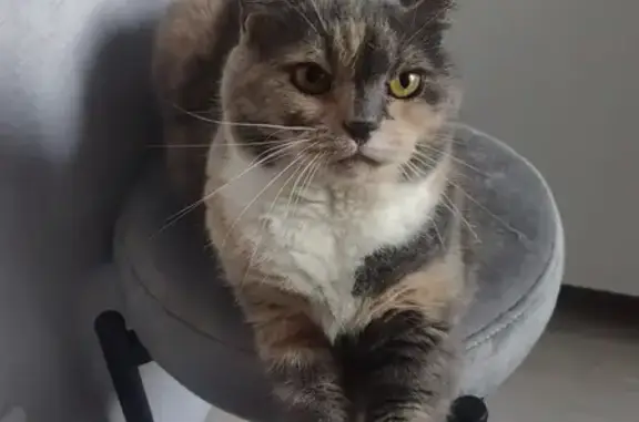 Кошки потеряшки, Малый Хомутец, фото: Потеряшка кошка, Чаплыгинское шоссе