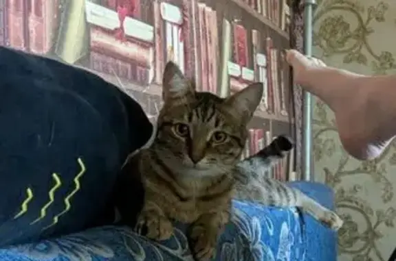 Кошки потеряшки, Казань, фото: Потеряшка кошка, Пролетарская 19, Казань