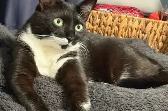 Кошки потеряшки, Москва, фото: Потеряшка кошка, Подольская ул. 23, Москва