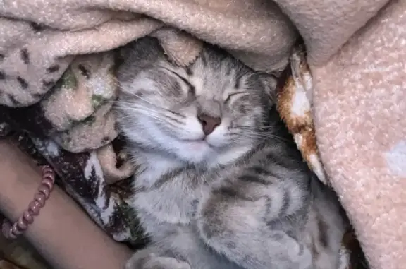 Кошки потеряшки, Псков, фото: Потеряшка кошка, Гражданская 12, Псков