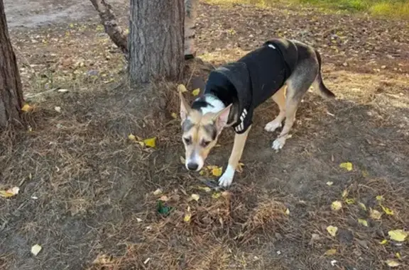 Найдена собака, , фото: Найдена собака в Барсово, ХМАО-Югра
