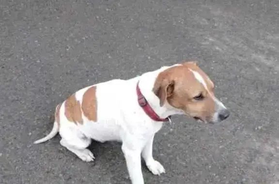 Собака найдена на стадионе Динамо, Текучёва