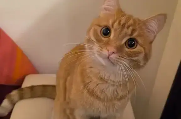 Кошки потеряшки, Долгопрудный, фото: Потеряшка кошка, ул. Лаврентьева, 8, Долгопрудный