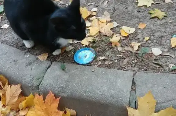 Кошка найдена на ул. Академика Волгина