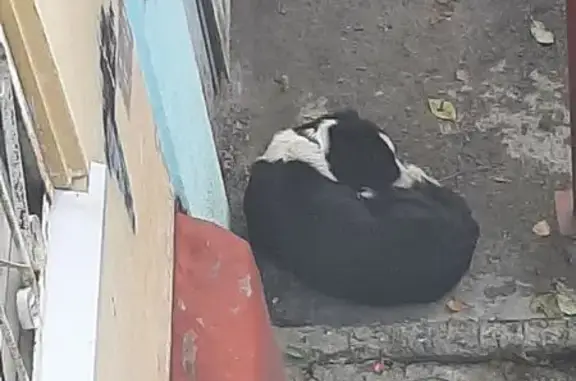 Найдена собака, Северск, фото: Найдена собака у подъезда, Крупской 2, Северск