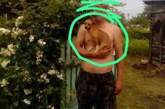 Пропала собака, Приморский край