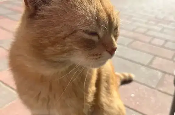 Пропала кошка на Пермской улице, Казань