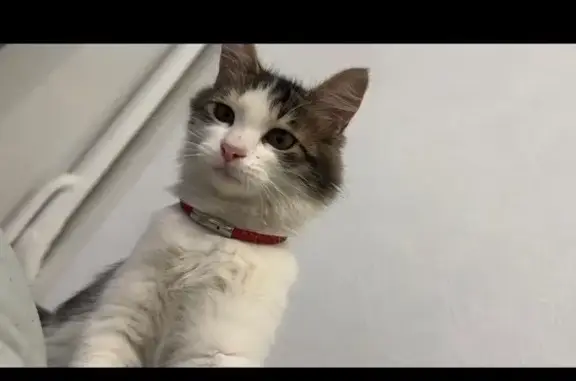 Пропала кошка, Нестерова 42, 9 км