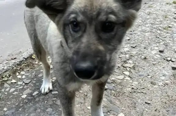 Найдена собака, Иваново, фото: Найден щенок, Пограничный пер., 80, Иваново