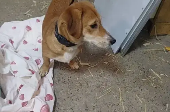 Найдена собака, Пермь, фото: Найдена рыжая собака, ул. Хмельницкого, 40