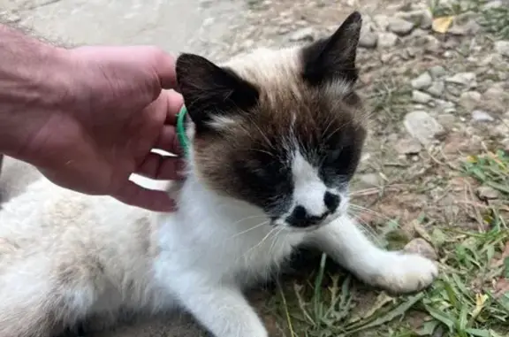 Найдена кошка, Дороничи, фото: Кошка найдена: ул. Головенкины 16, Дороничи