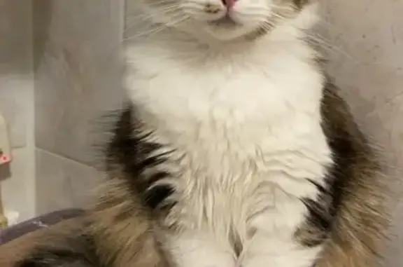 Пропала кошка, Дивноморская 37Б к1, Геленджик