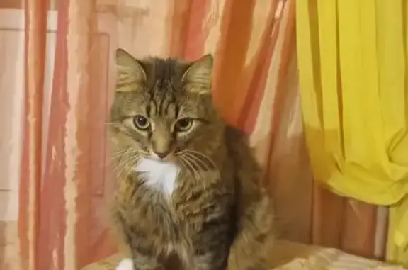 Кошки потеряшки, Петрозаводск, фото: Потеряшка кот Вася, Комсомольский пр. 13А