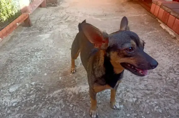 Пропала собака, ул. Шмидта 55, Геленджик