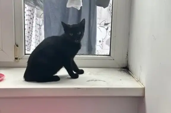 Найдена кошка, Невинномысск, фото: Кошка найдена: ул. Калинина, 180, Невинномысск
