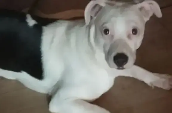 Найдена собака, Пензенская ул., 7