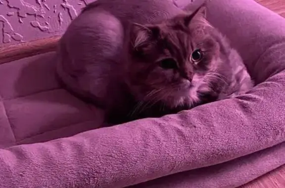 Пропала кошка, Ягодное, 10-й Благоп. 10В