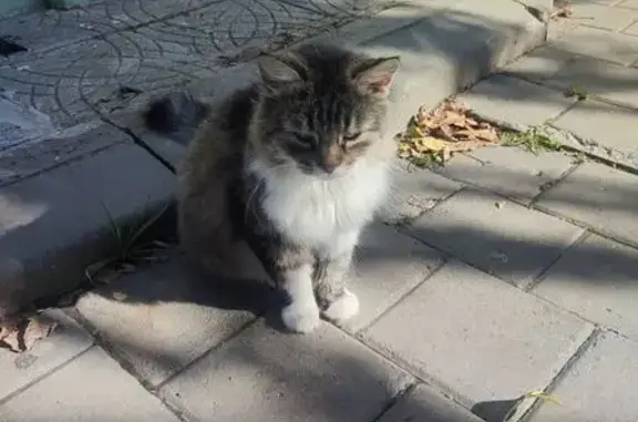 Найденные животные Таганрог, фото: Кошка найдена у театра Чехова, Петровская 90