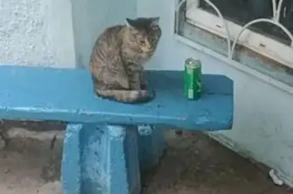 Пропала кошка, пр. 50 лет Октября, 83