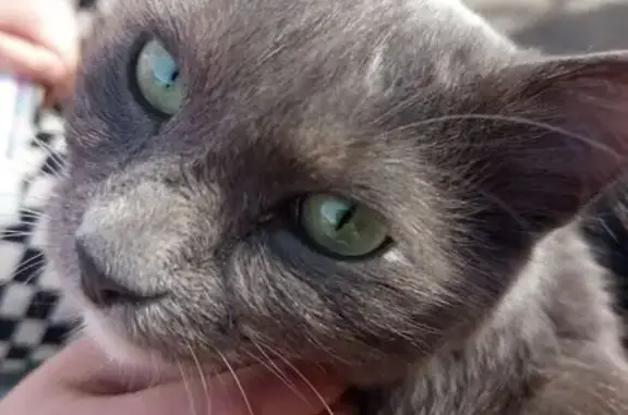 Пропала кошка, ул. Марата, 154, Новосибирск