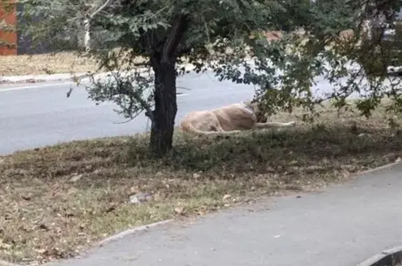 Алабай найден на Косарева, 2А, Челябинск