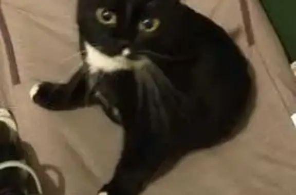 Кошки потеряшки, Орехово-Зуево, фото: Потеряшка кошка, Мадонская ул. 20, Орехово