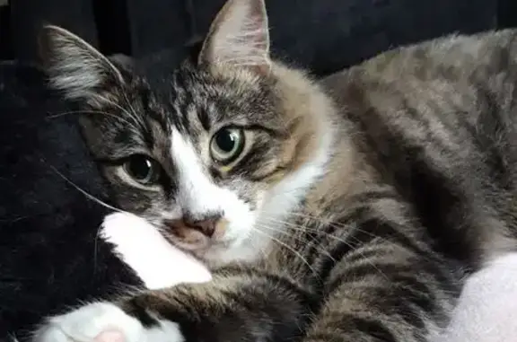 Пропала кошка, ул. Шишкова 72/5, Воронеж