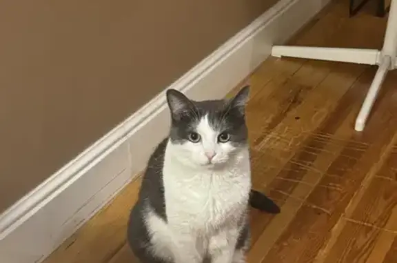 Пропала кошка, Перервинский бул., 27 к1