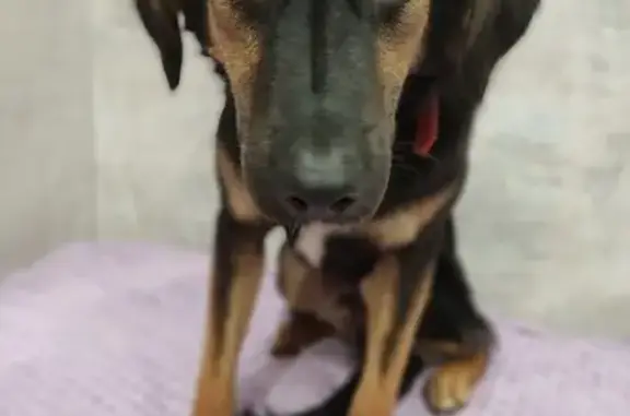 Собаки потеряшки, Конаково, фото: Потеряшка собака, ул. Гагарина, 5, Конаково