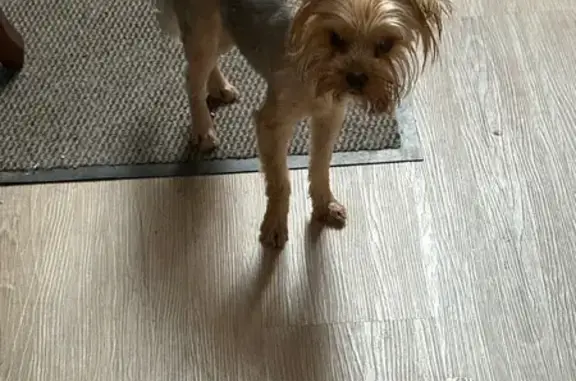 Найдена собака, Новосибирская область, фото: Собака найдена: ДНТ Соловьиная роща