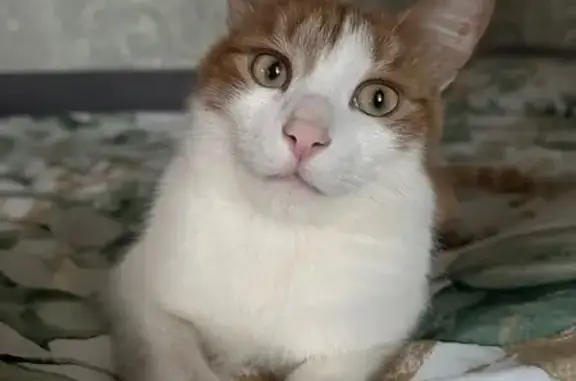 Пропал кот Тима, Портальная 20А, НН