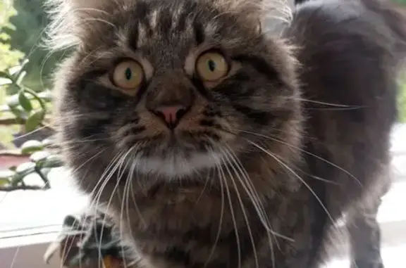 Кошки потеряшки, Екатеринбург, фото: Потеряшка сибирская кошка, Комсомольская 6Г