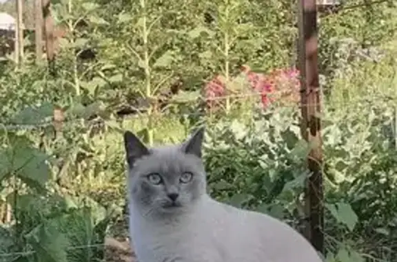 Пропала кошка, ул. Западная, Саяногорск