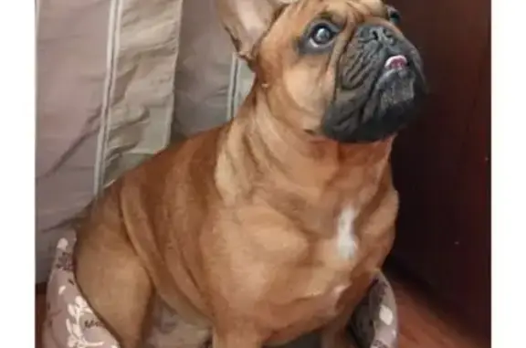 Пропала собака, Дубнинская ул. 22 к1