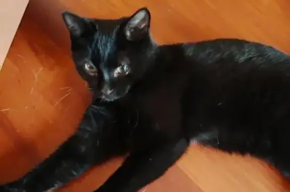 Найдена кошка, , фото: Котик найден: Пушкинская ул., 130, Ижевск