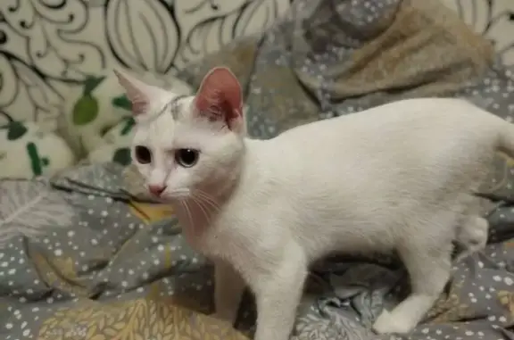 Кошки потеряшки, Ликино-Дулёво, фото: Потеряшка кошка, ул. Димитрова, 9, Ликино