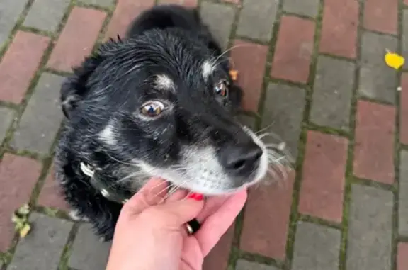 Найдена собака, Брянская область, фото: Собака найдена в Новых Дарковичах, Брянск