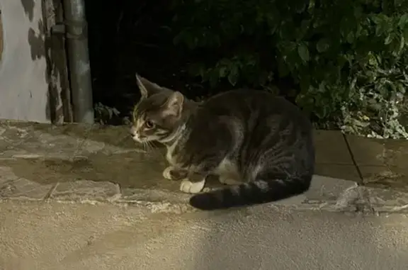 Найдена кошка, Екатеринбург, фото: Кошка найдена на Таганской, Екатеринбург