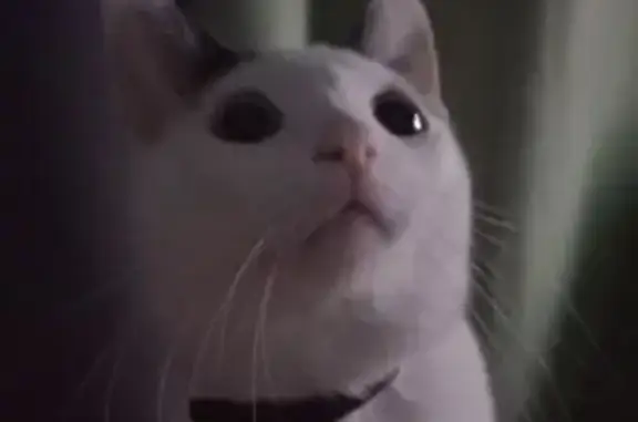 Пропала кошка, МО, Белый кот с пятнами