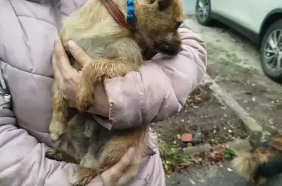 Срочно! Найдена собака ул. Фомина, 83