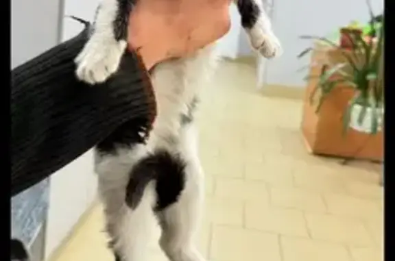 Кошки потеряшки, Киров, фото: Потеряшка кошка, ул. Орджоникидзе 3, Киров